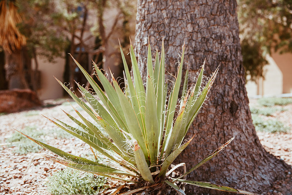 Agave