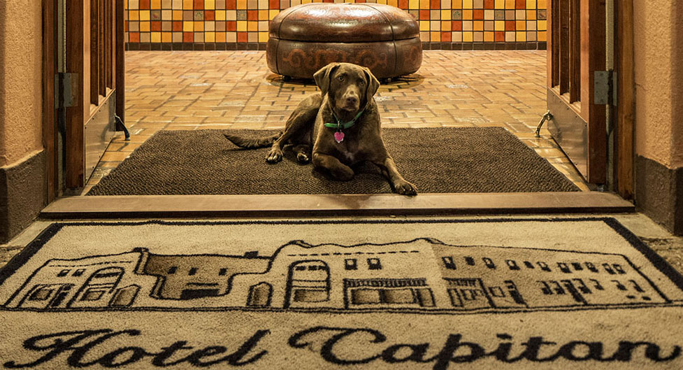Dog pet friendly