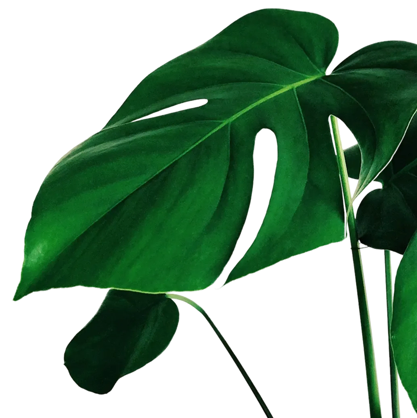 A large green leaf on a black background.