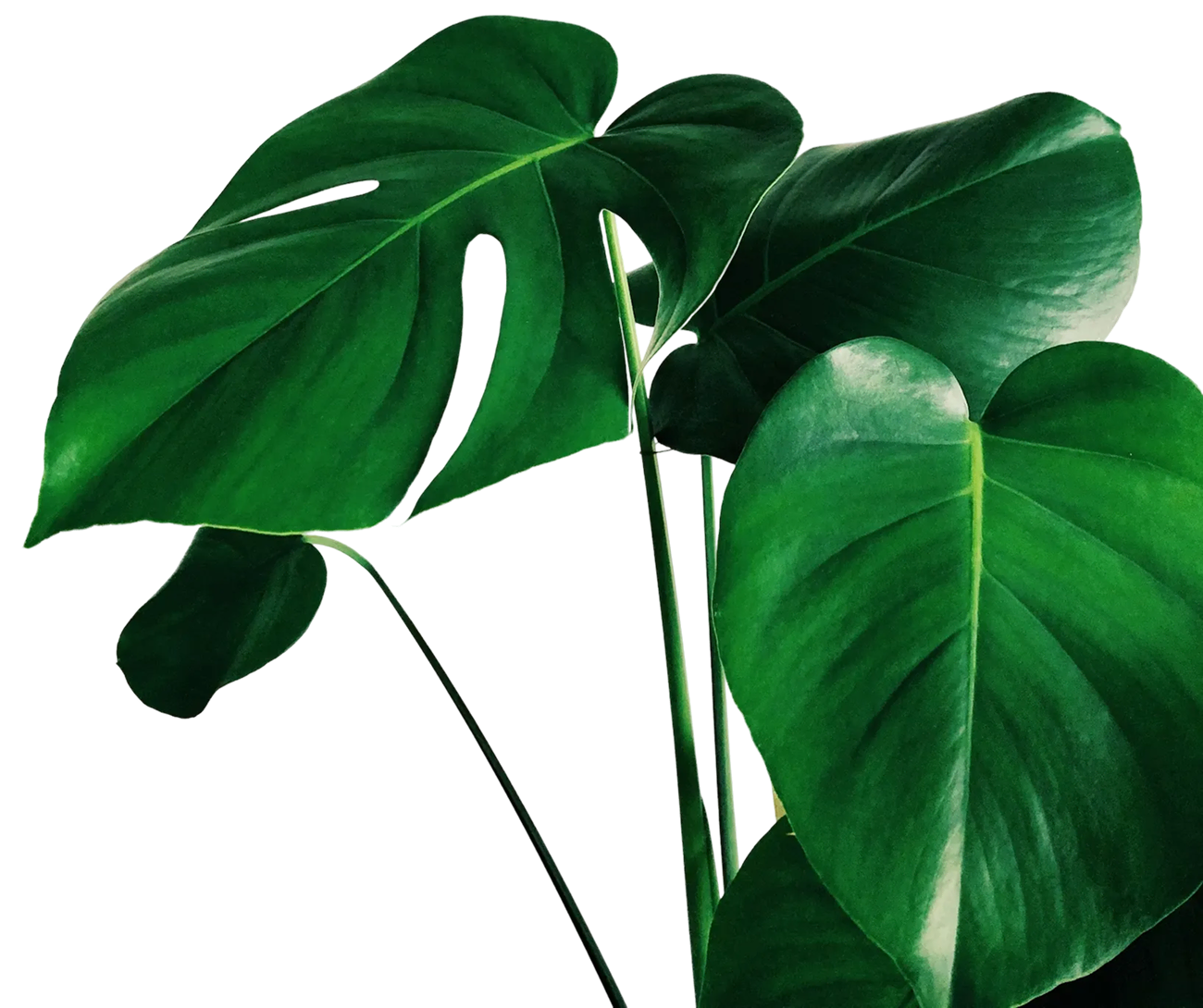 A green plant with large leaves