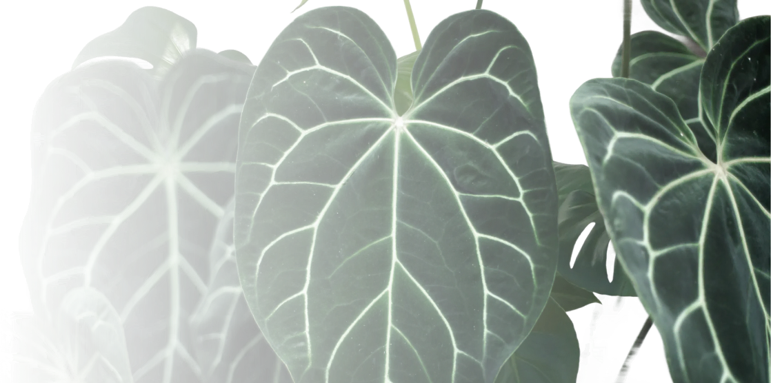 Home plant leaves.
