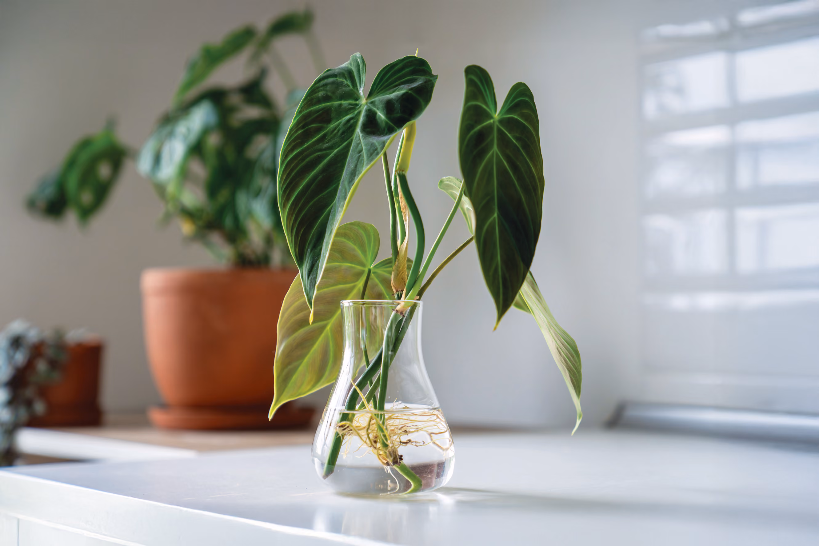 A plant in a pot