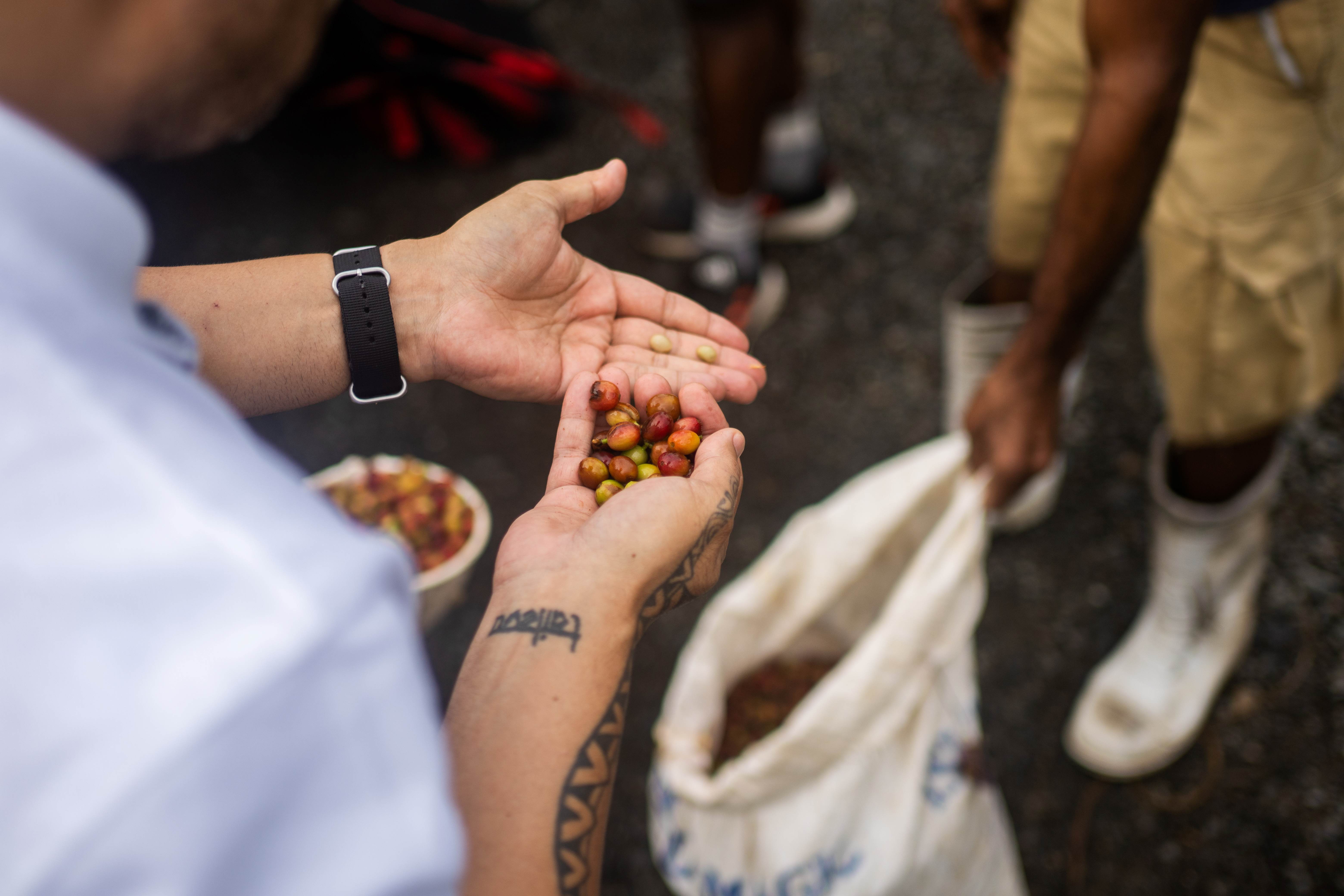 Fiji Foodies Episode Two - Chasing a Great Cup on Fiji's Coral Coast