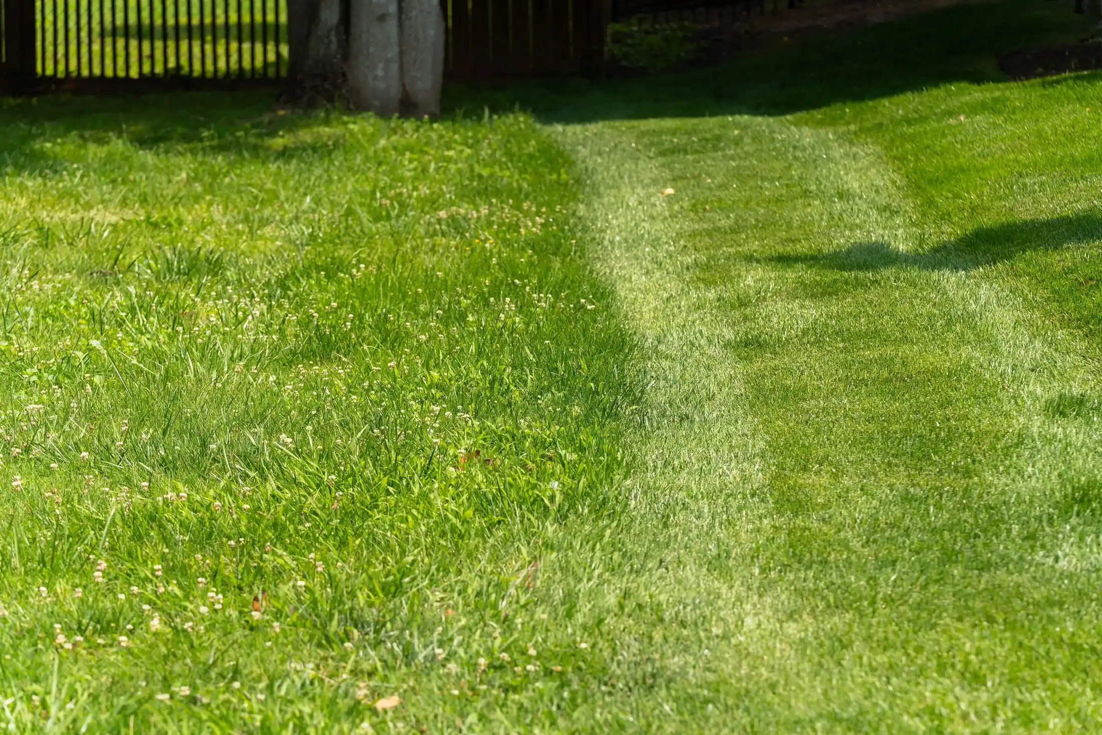 Close-up view of professionally striped lawn showing Veragreen's precision mowing patterns and healthy grass