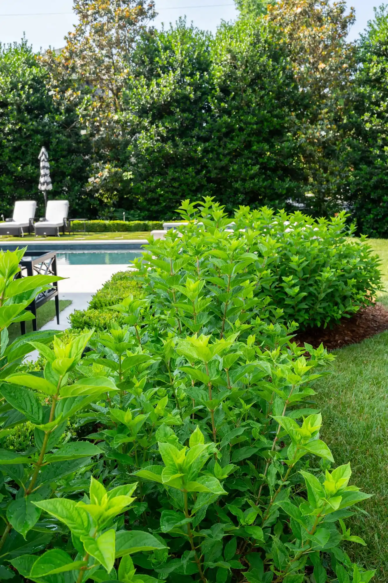 Lush, professionally maintained green hedge with uniform growth demonstrating Veragreen's shrub care services