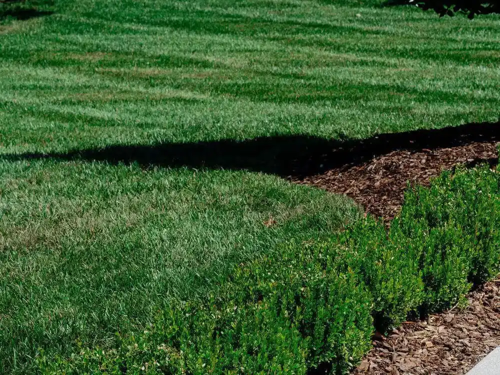 Professionally striped lawn with clean edging between grass and mulched landscape bed by Veragreen
