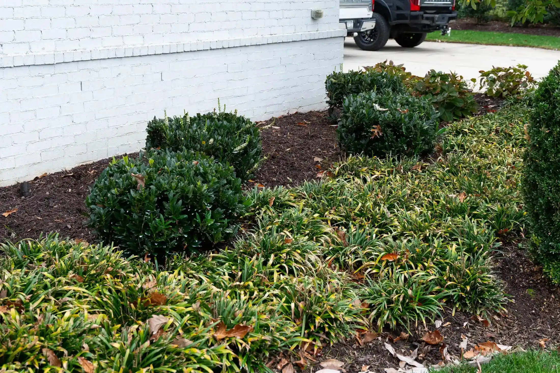 Professional landscape bed with diverse plantings and fresh mulch installed by Veragreen