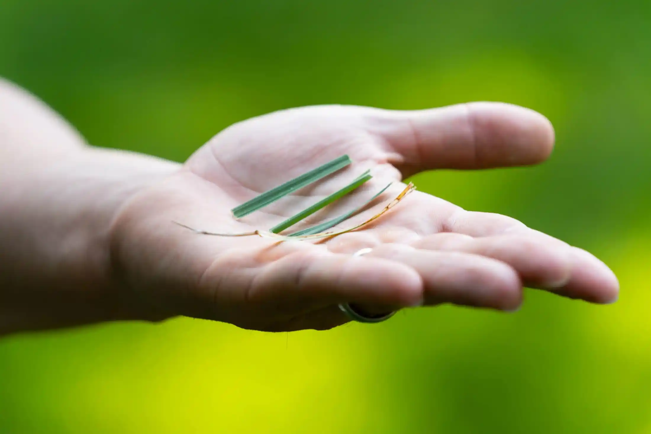 Hand displaying quality fertilizer or treatment granules with green lawn background showing Veragreen's materials
