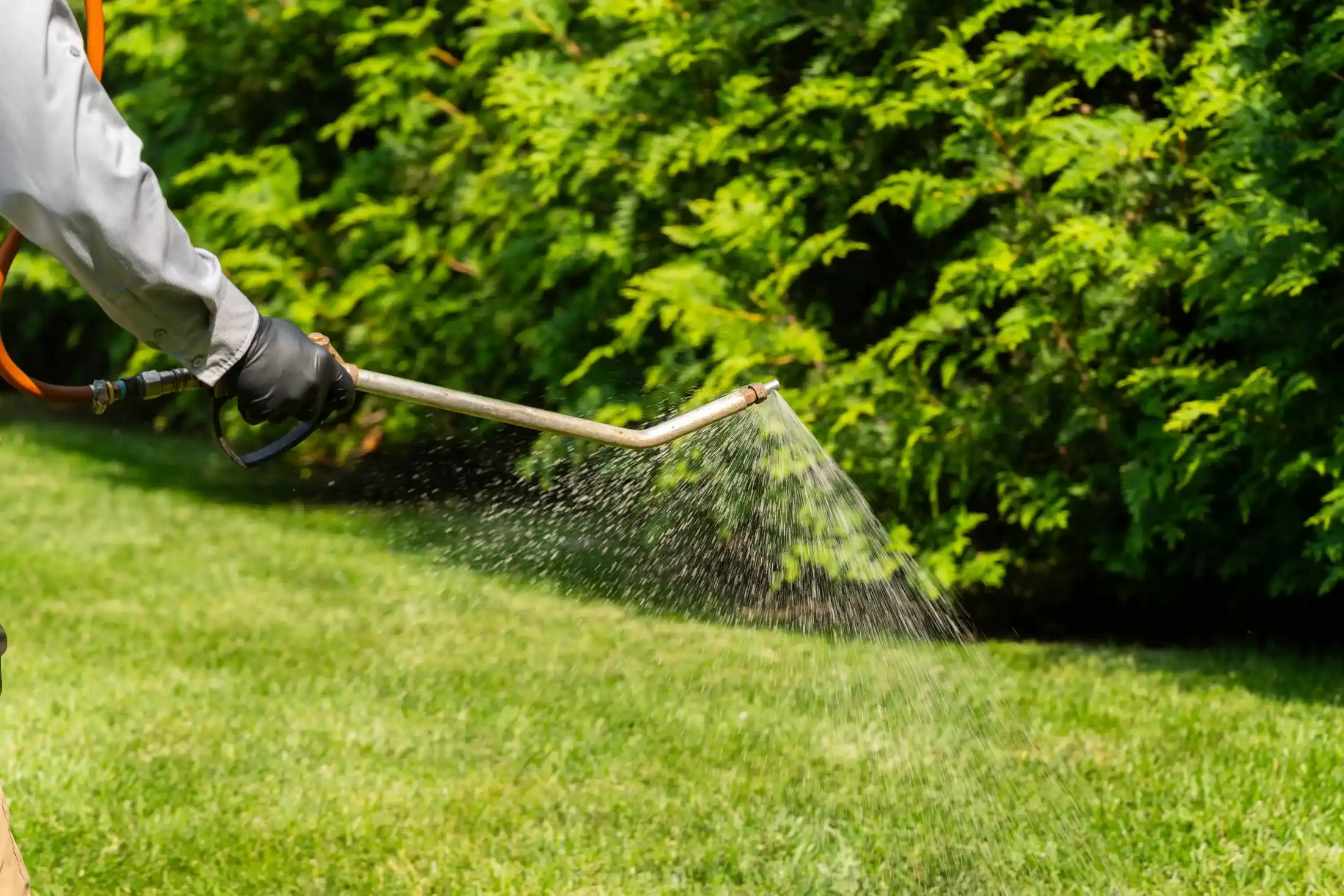 Veragreen technician using professional trimming equipment for precise lawn edging along landscape bed