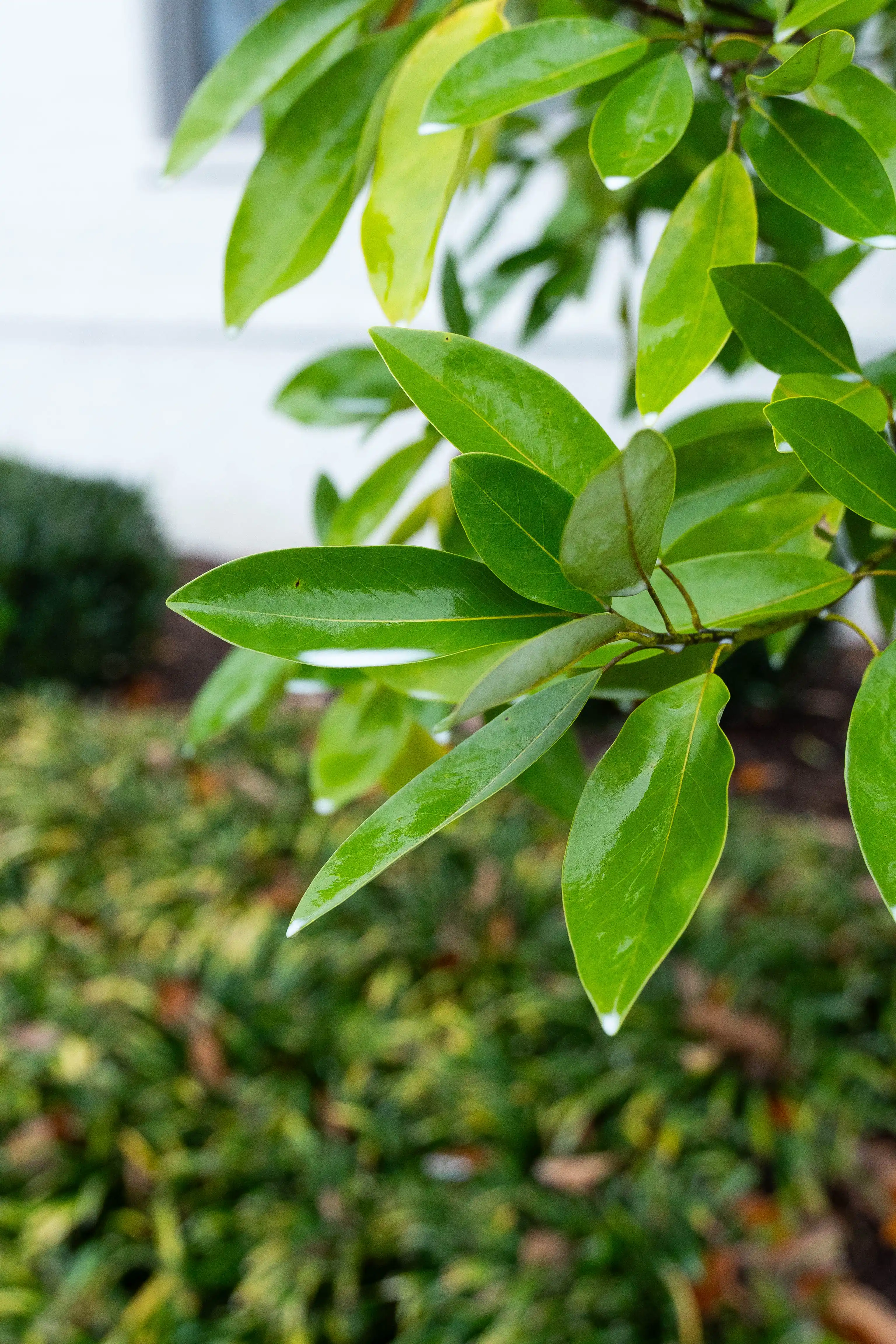 Close-up of healthy green foliage and new plant growth demonstrating Veragreen's plant health care expertise