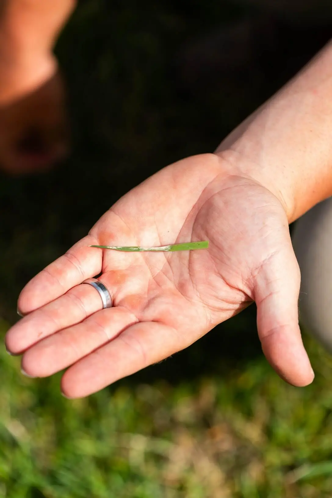 Close-up of hand holding single grass blade demonstrating Veragreen's attention to individual lawn health and quality