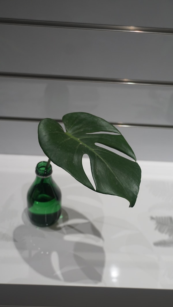 A green monstera leaf in a glass bottle