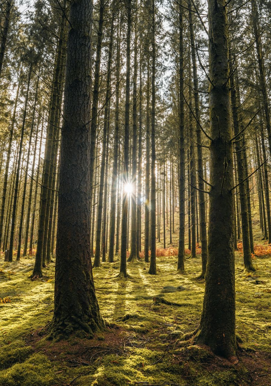Photo en forêt dans le Condroz