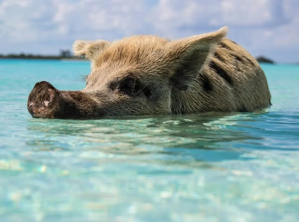 Swimming in paradise: swimming with pigs in the crystal clear waters of the Bahamas