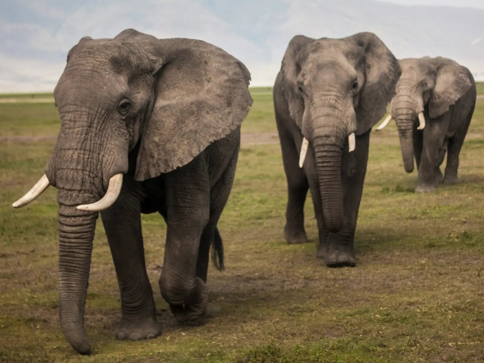 Serengeti safari with giraffes and acacia trees