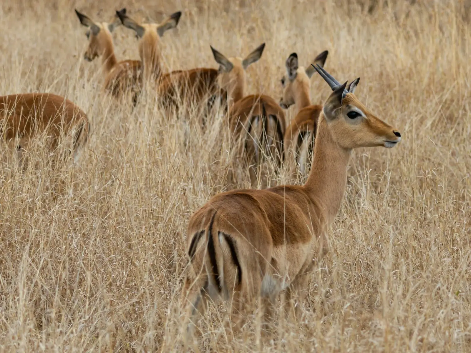 Elephants on safari in Kruger Park