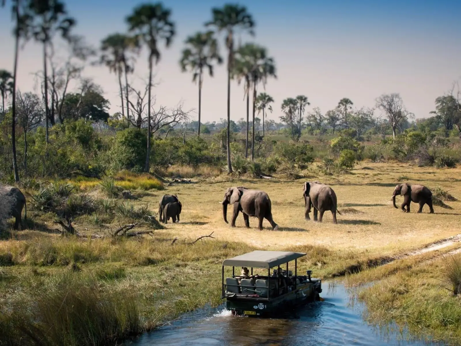 Elephants by Chobe River at sunset