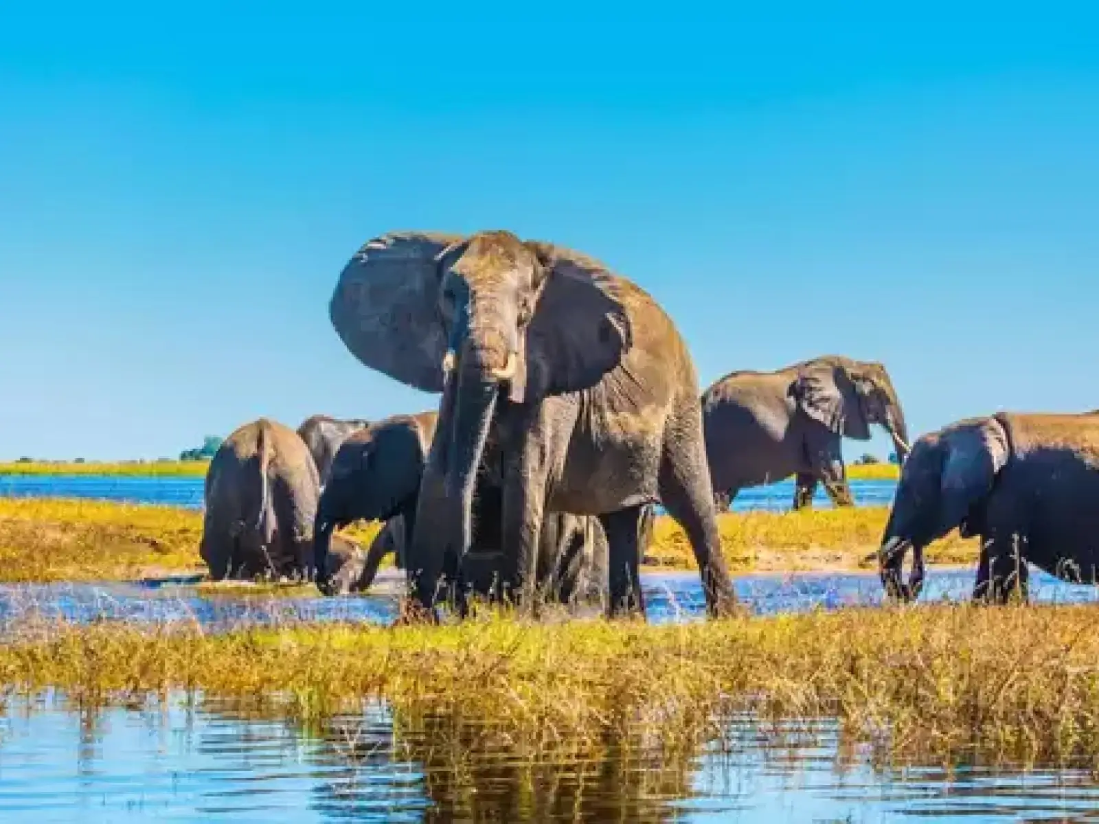 Mokoro canoe safari in Okavango Delta