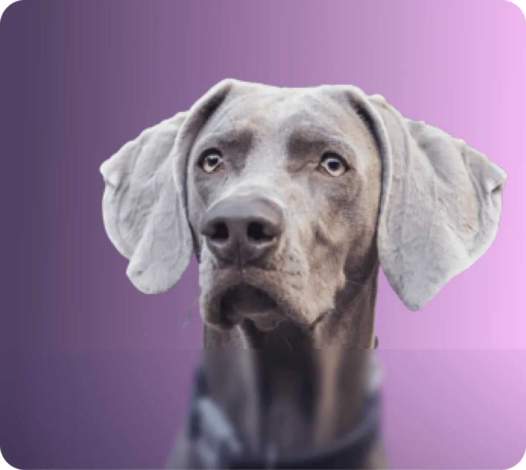 Grauer Hund mit Schlappohren vor violettem Hintergrund, Blick leicht nach rechts