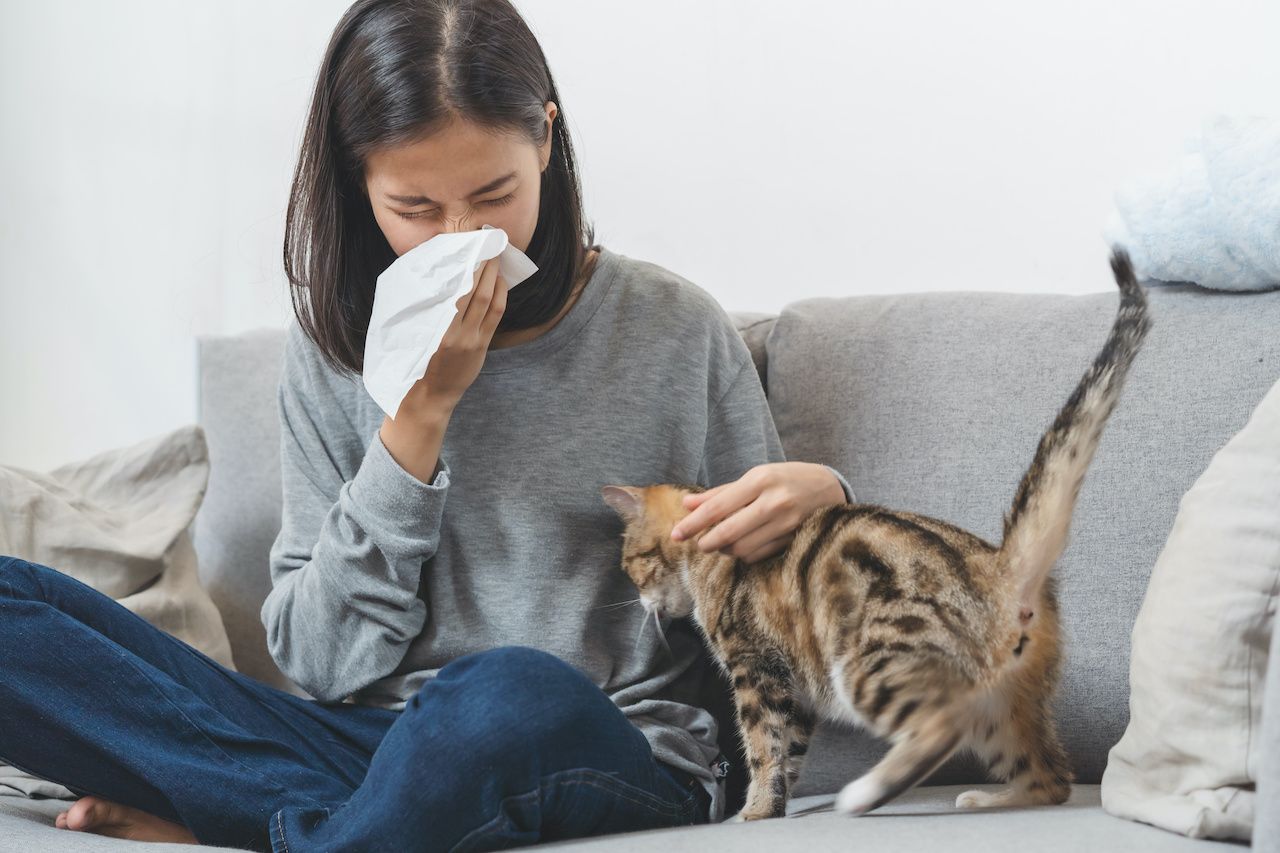 how to build immunity to cat allergies