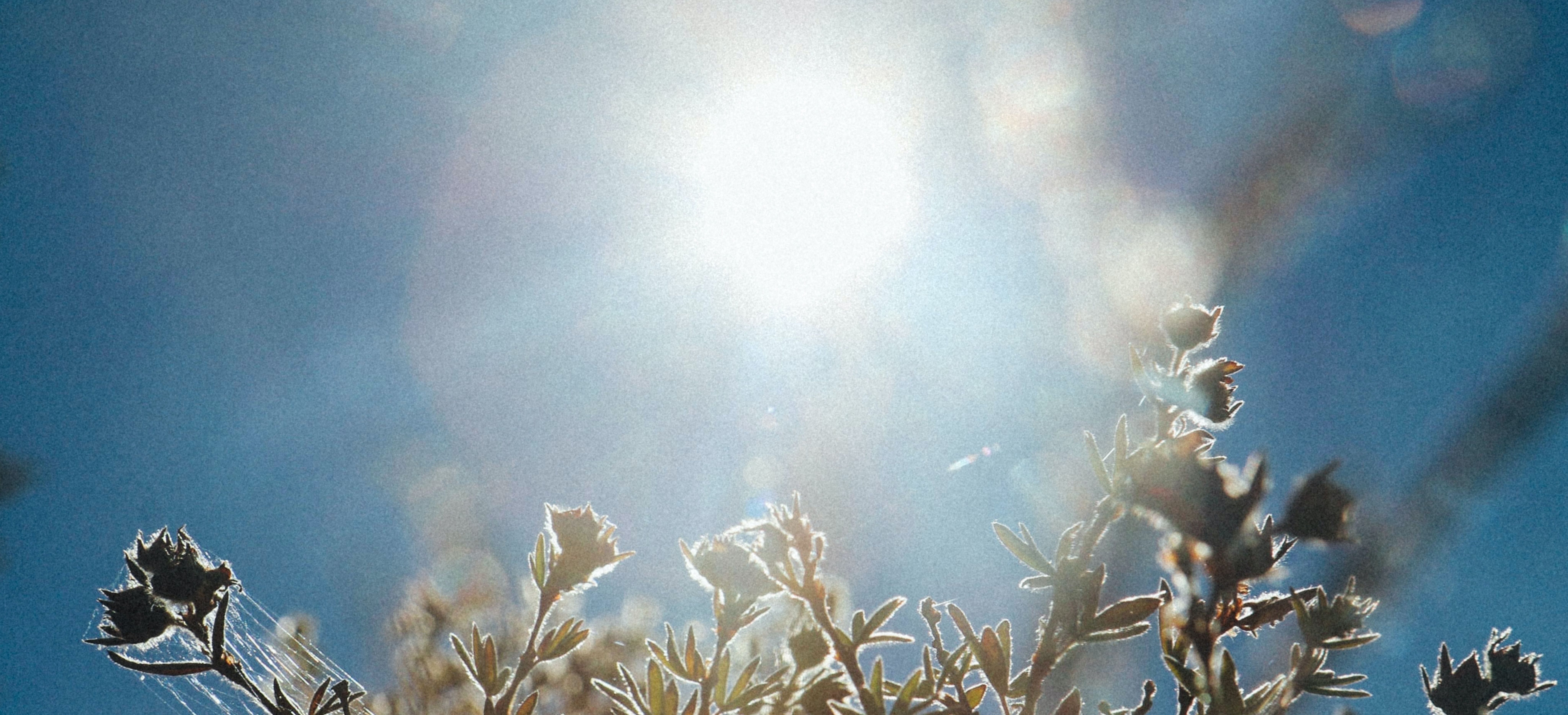 understanding sun allergies causes symptoms and management
