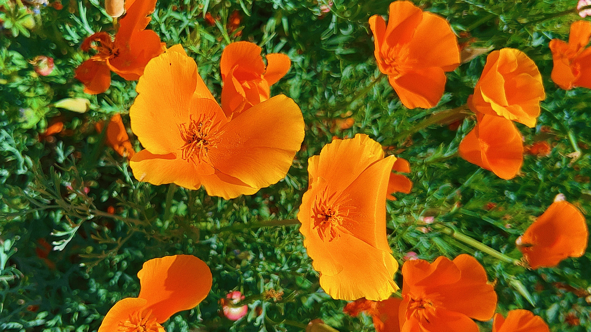 allergies genetic