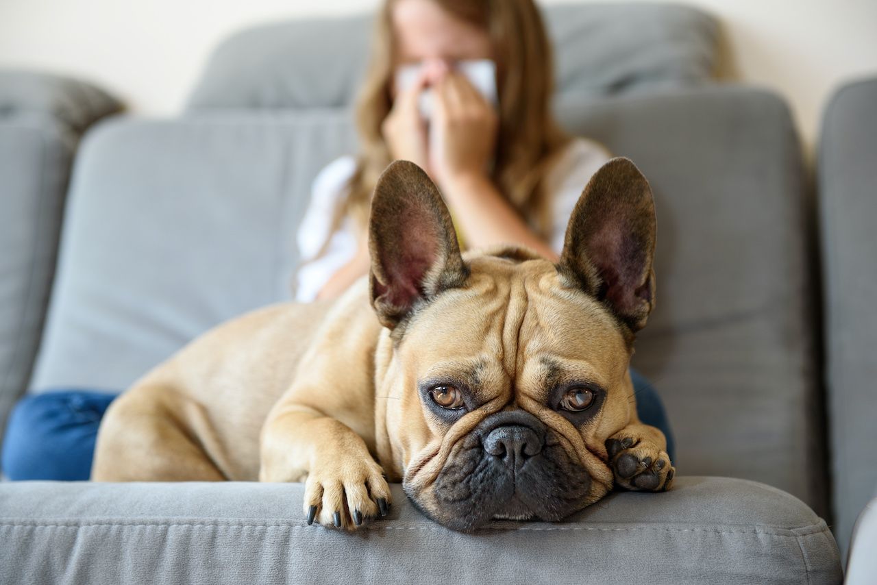 allergic to my dog all of a sudden