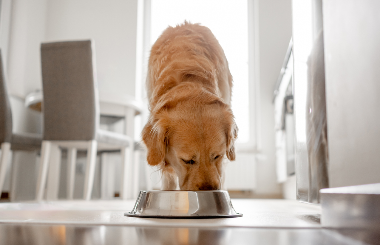 Healthy dog with shiny coat eating from a stainless steel bowl