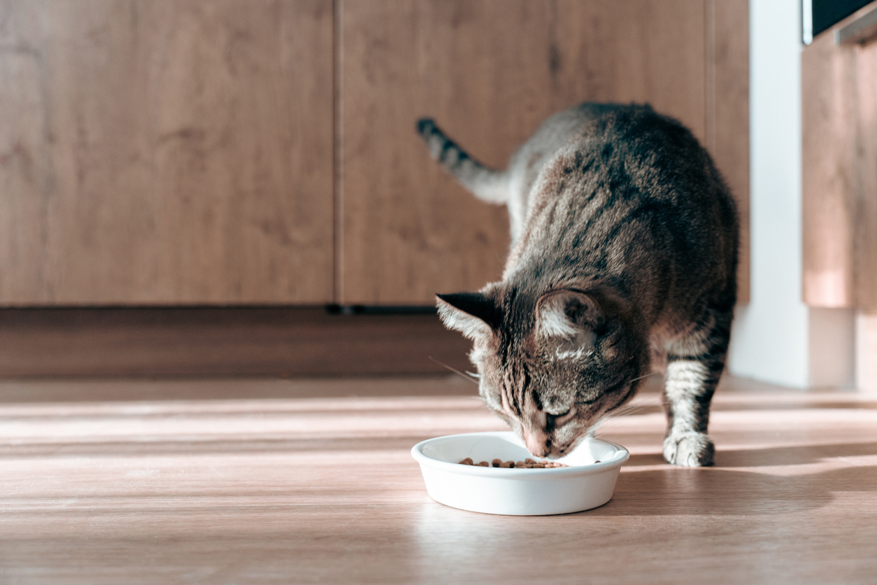 Healthy adult cat eating from a ceramic bowl in a sunlit kitchen