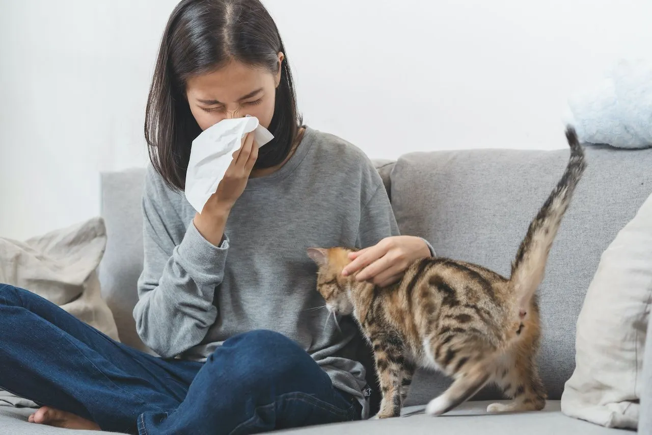 how to build immunity to cat allergies