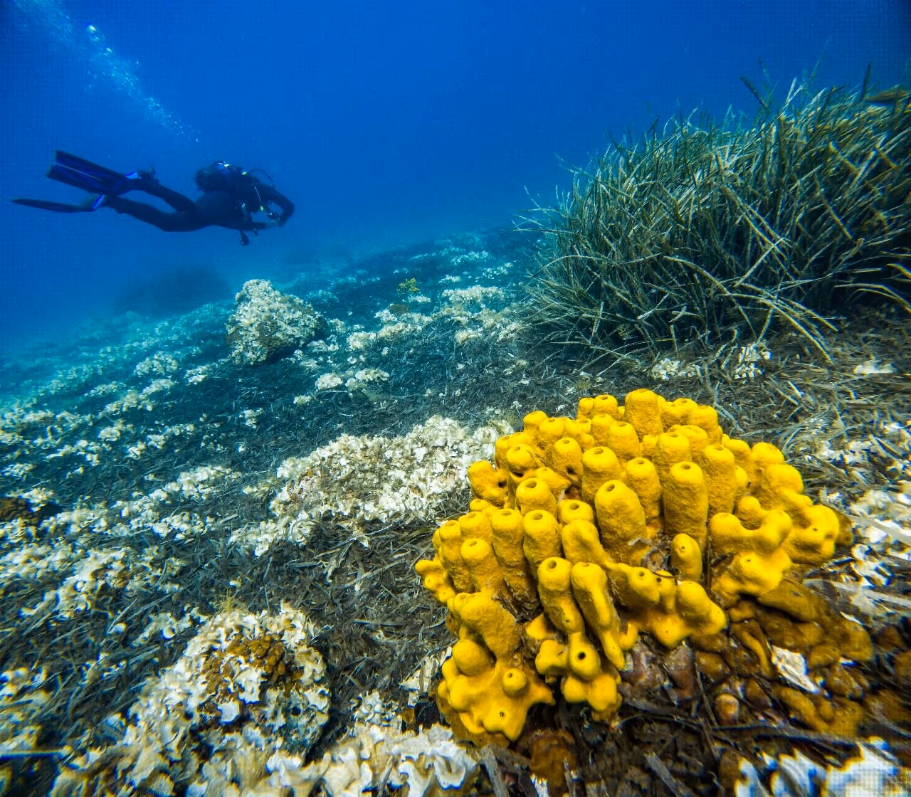 SubSaos Diving Center