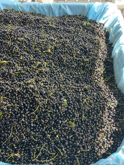 A large case of New Zealand blackcurrants