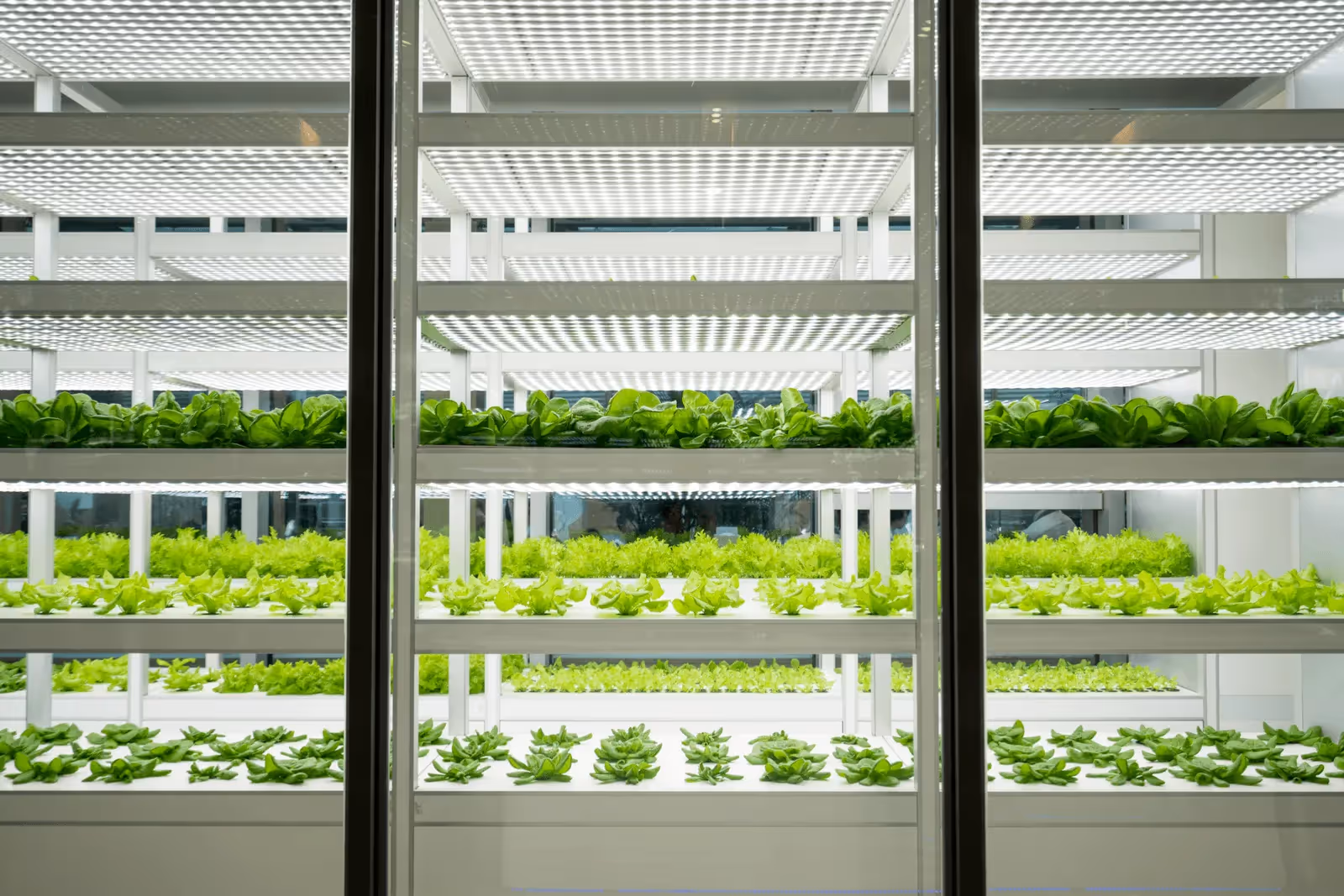 For hydroponic growers, achieving maximum yields begins with the right products. 
