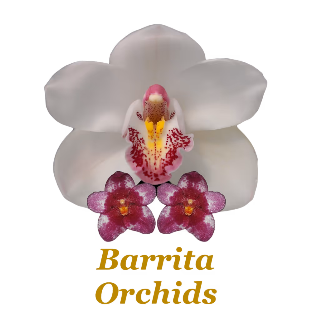 Barrita Orchids