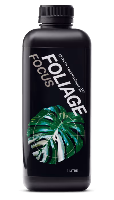 Foliage Focus