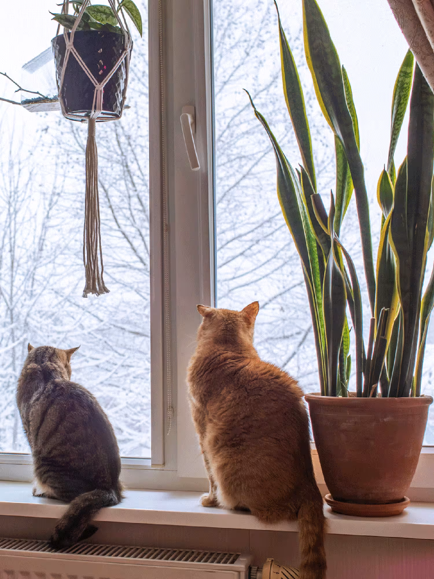 Your Plants Haven’t Stopped. They’re Resting.