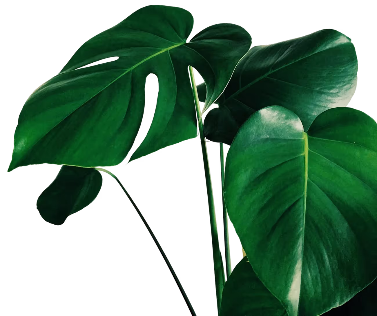 Monstera Deliciosa