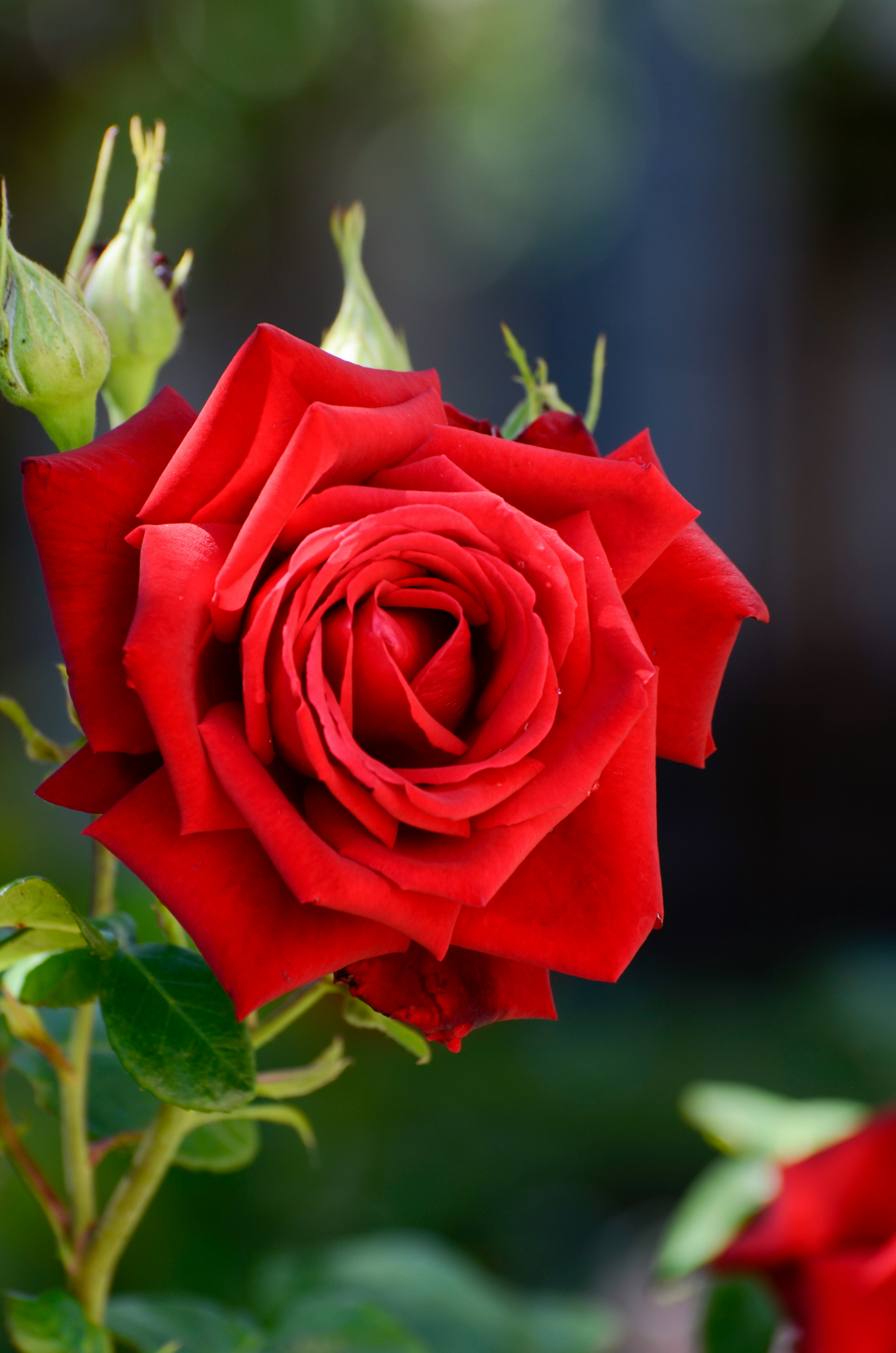 Hybrid Tea Rose