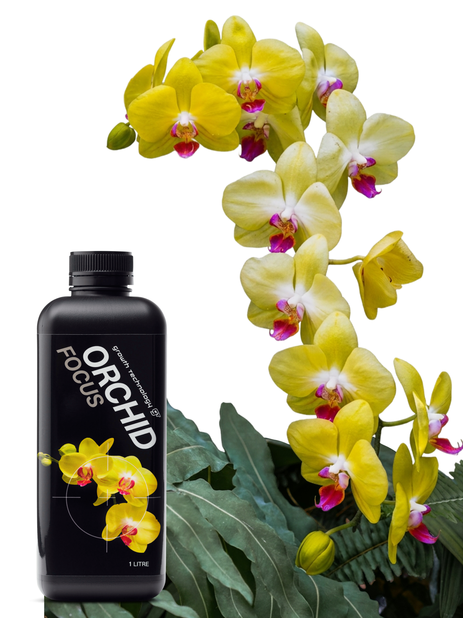 Focus Range: Science-Backed Nutrition for Growing Confidence