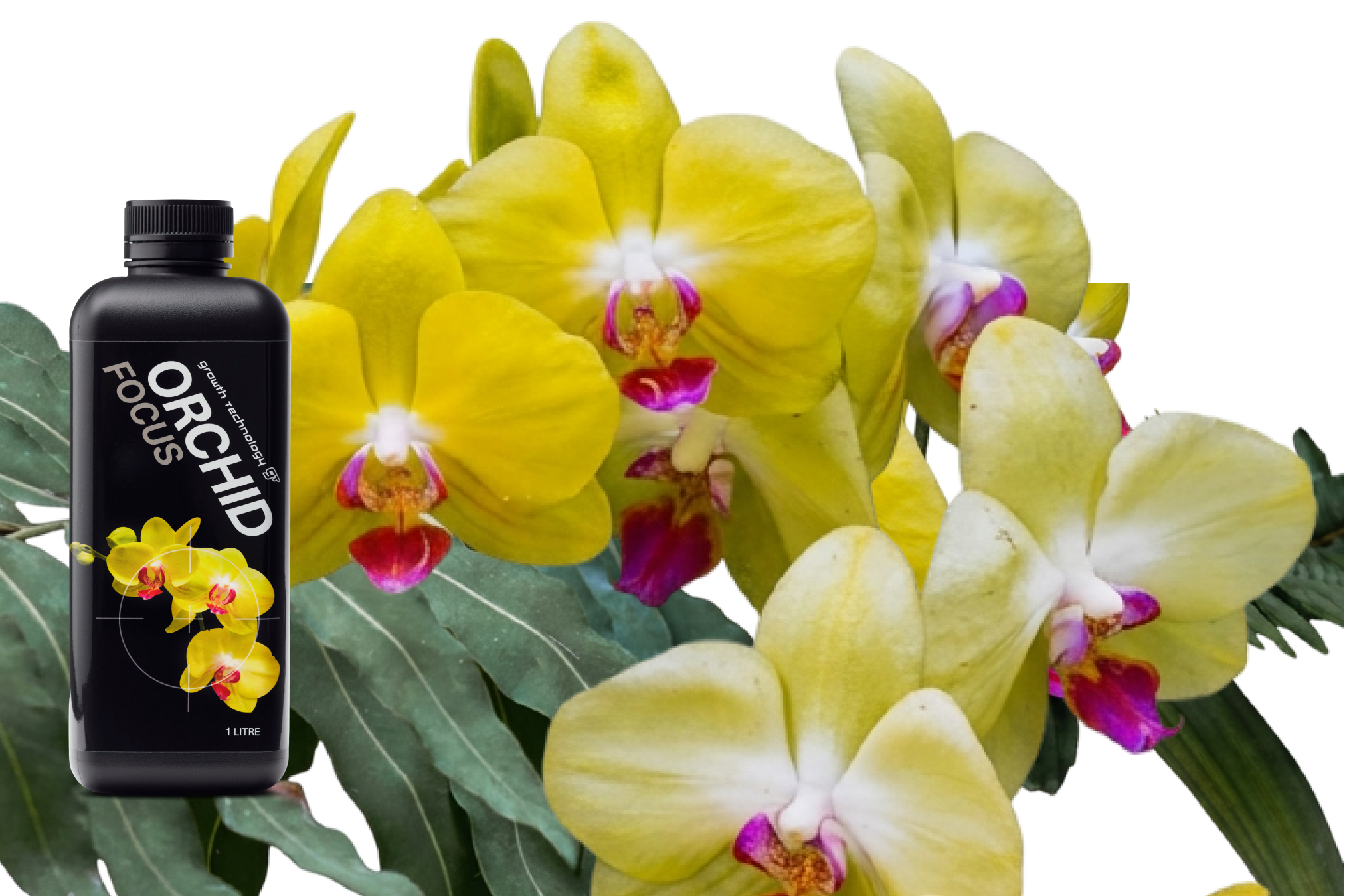 Focus Range: Science-Backed Nutrition for Growing Confidence