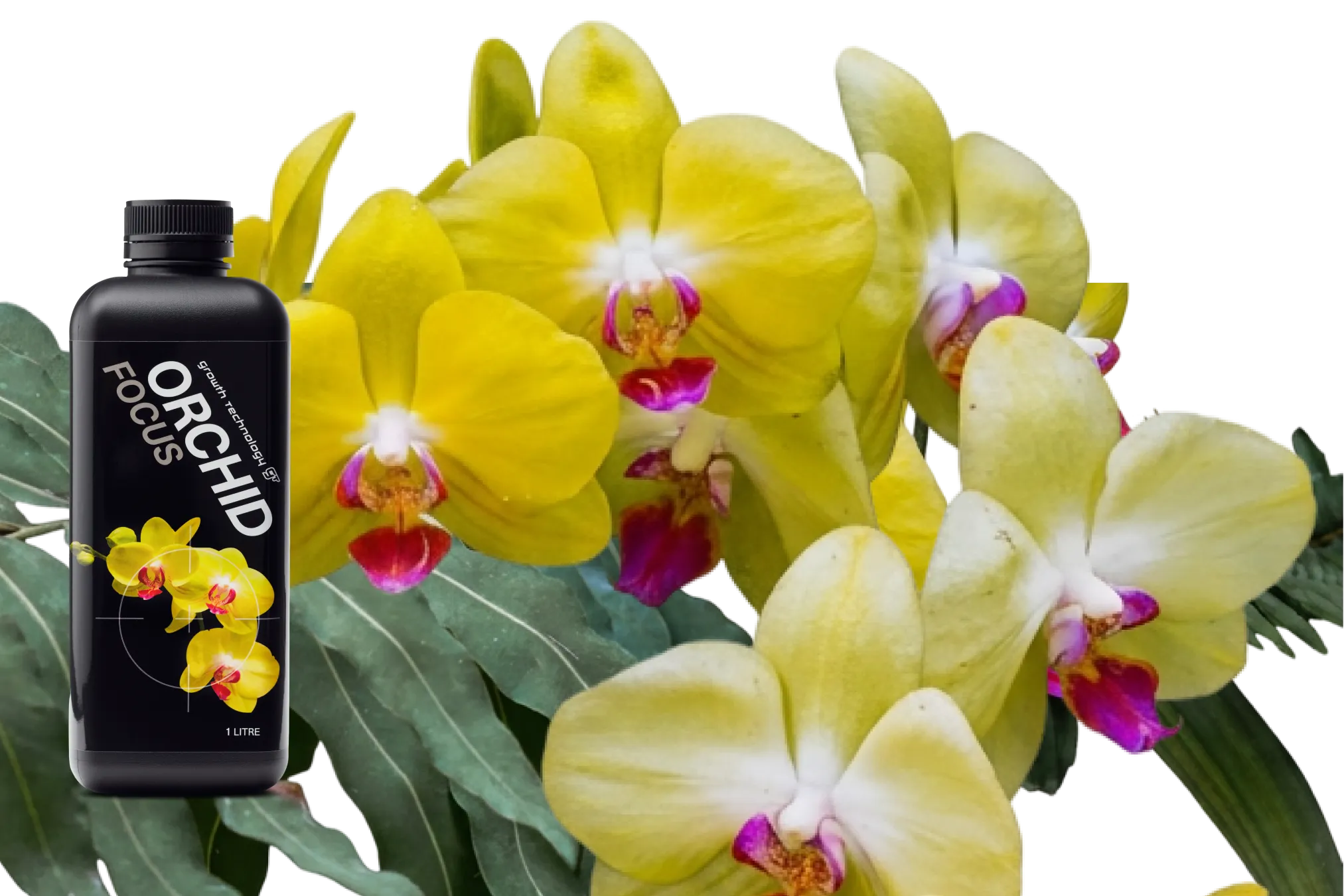 Focus Range: Purpose-Built Plant Nutrition Explained