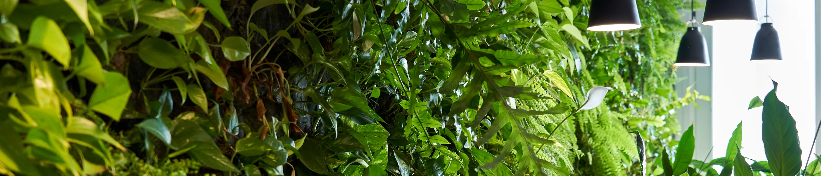 Apex Grow Hydroponics