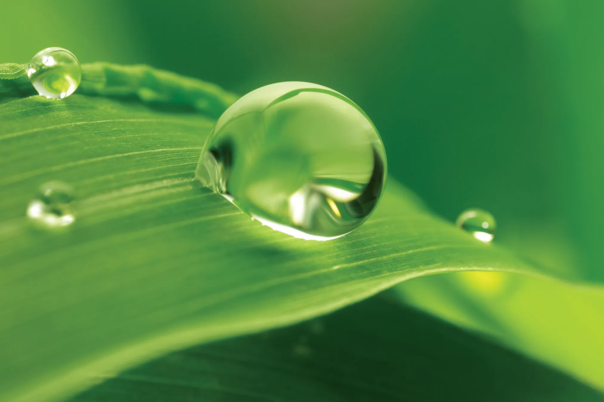 For plant health and clean growing.