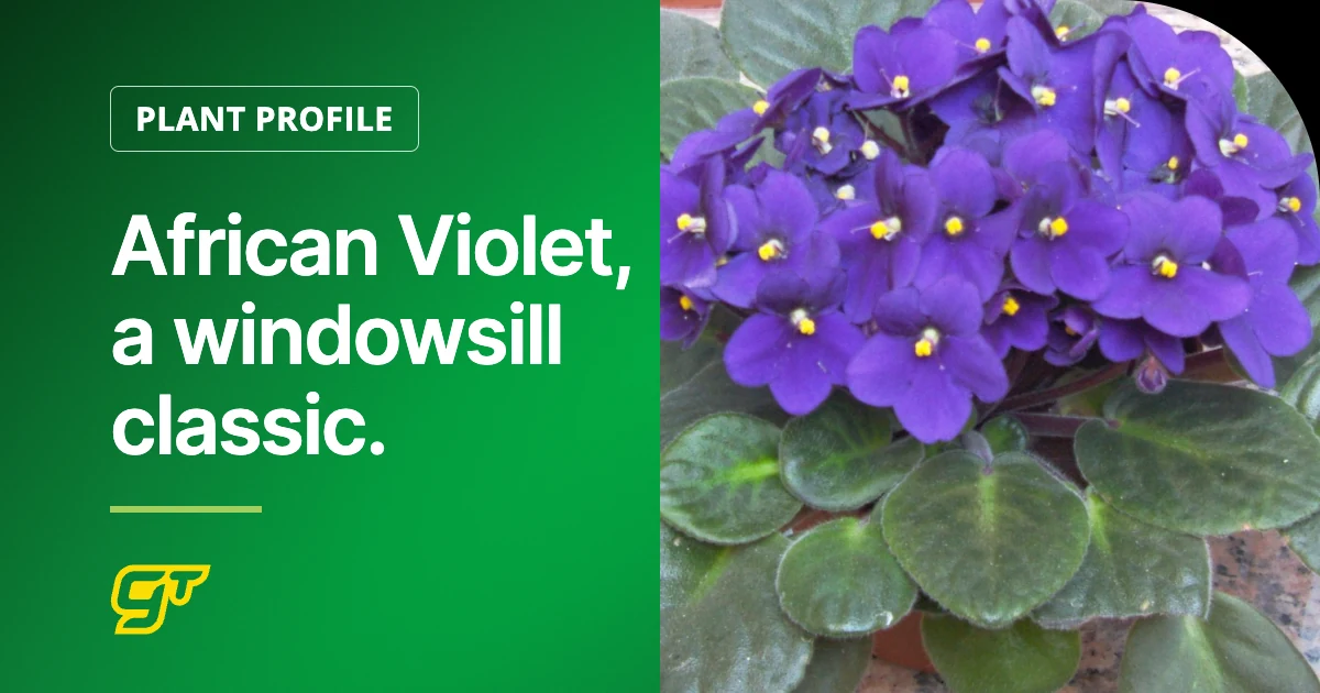 African Violet, a windowsill classic.