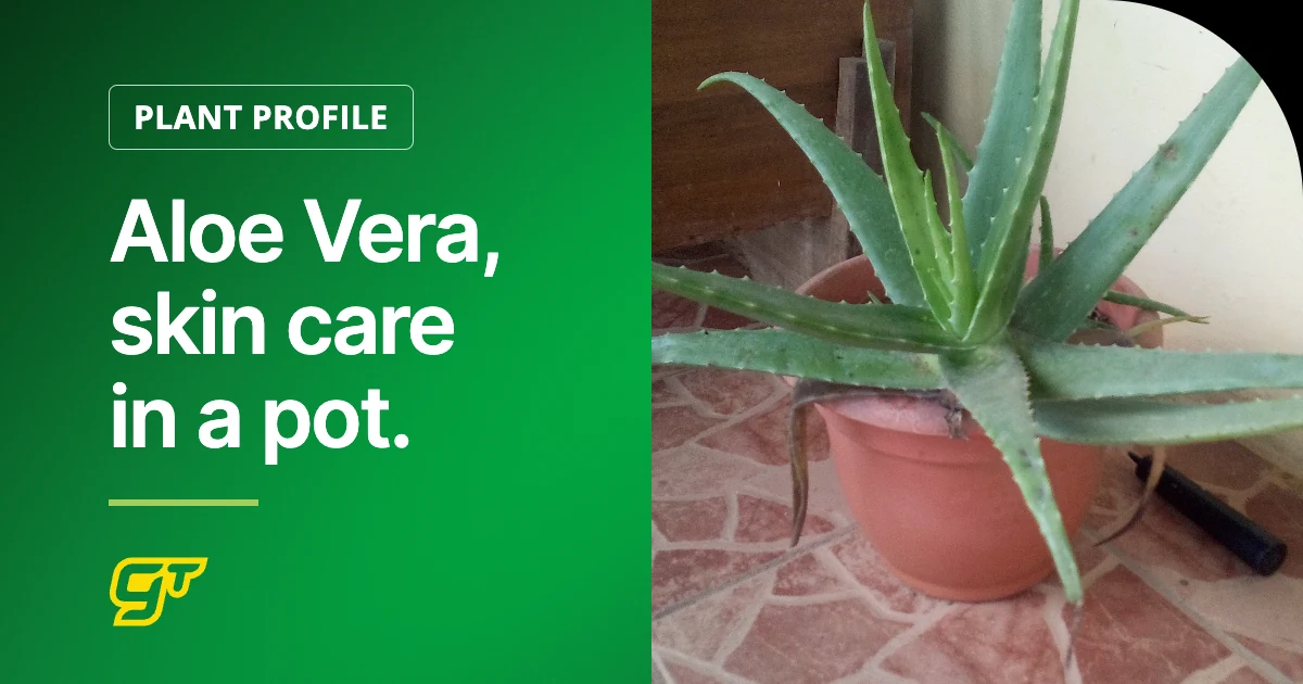 Aloe Vera, skin care in a pot.