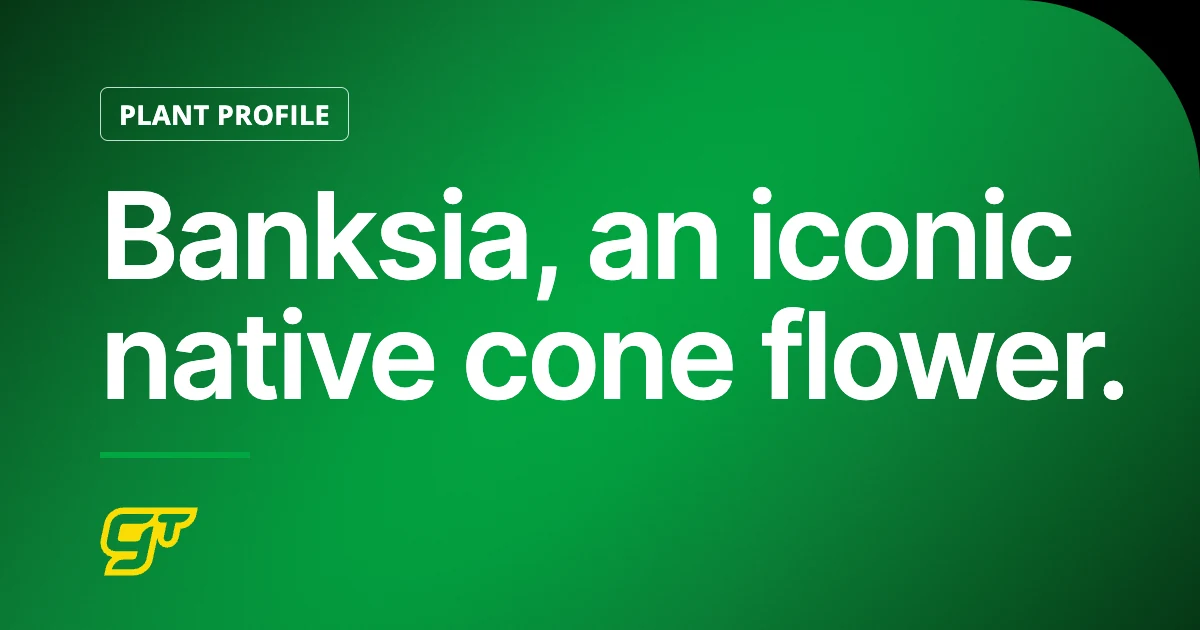 Banksia, an iconic native cone flower.