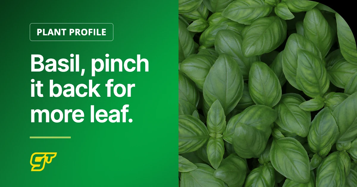 Basil, pinch it back for more leaf.