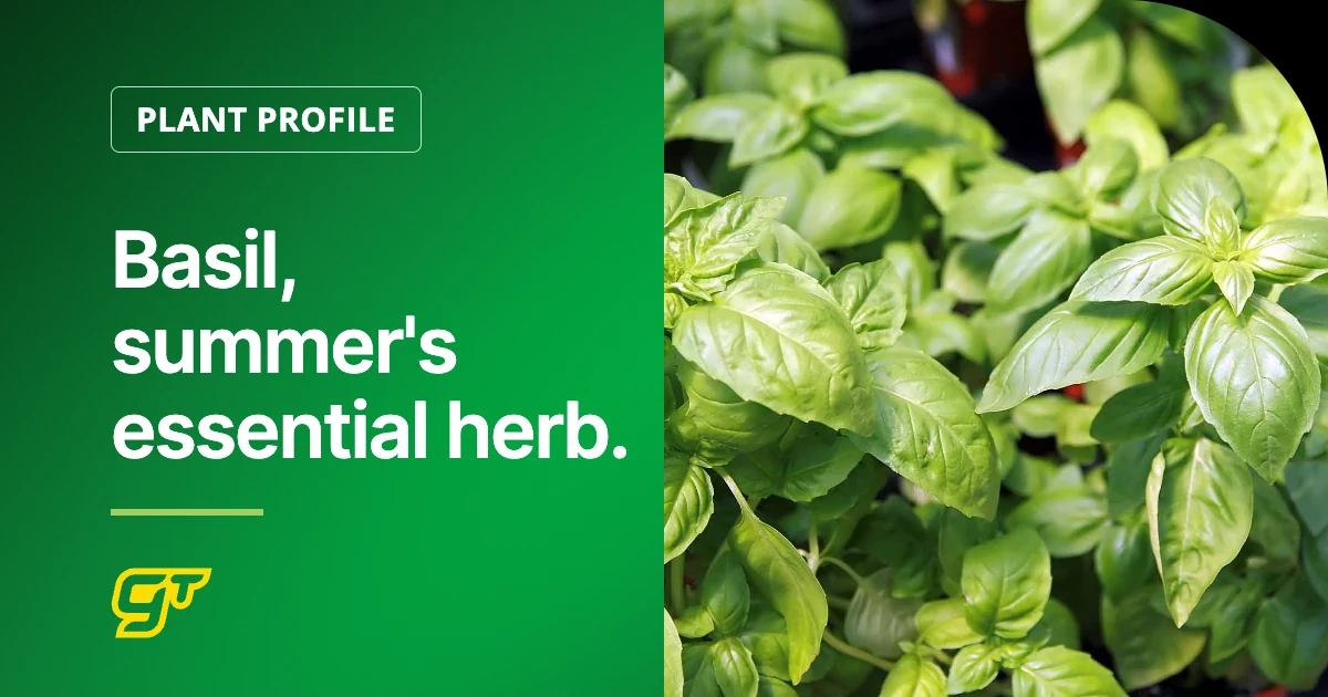 Basil, summer's essential herb.