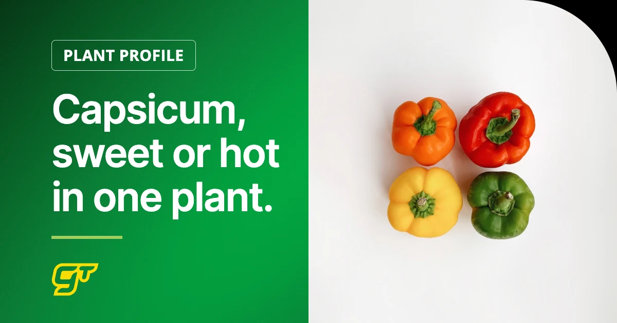 Capsicum, sweet or hot in one plant.