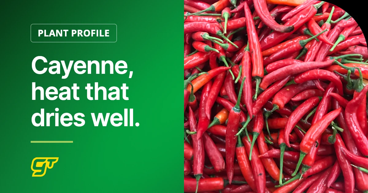 Cayenne, heat that dries well.